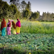 3078035_orig Growing leafy greens in India