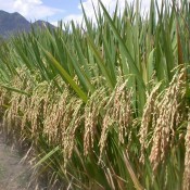 image001 SRI-grown Rice in China