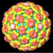 camv structure Cauliflower Mosaic Virus