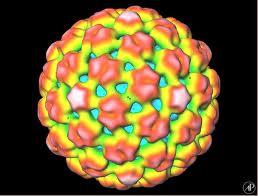 Virus del mosaico del cavolfiore