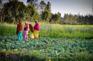 Growing leafy greens in India